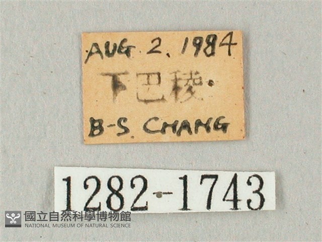 白點天蛾 藏品圖，第3張