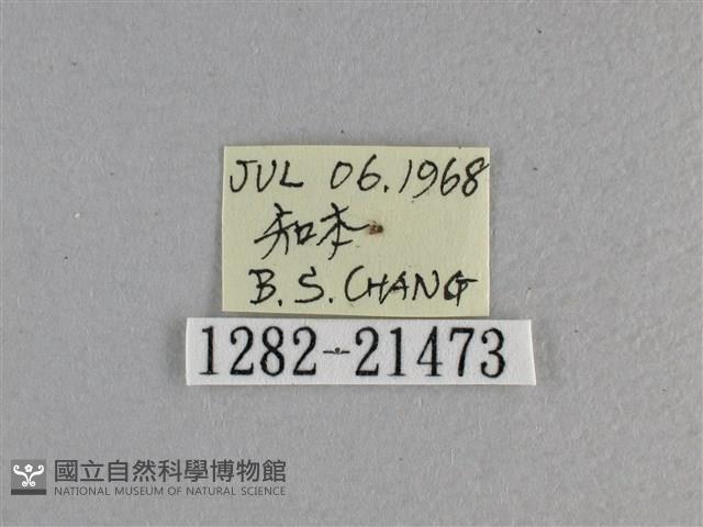 黃星弄蝶藏品圖，第3張