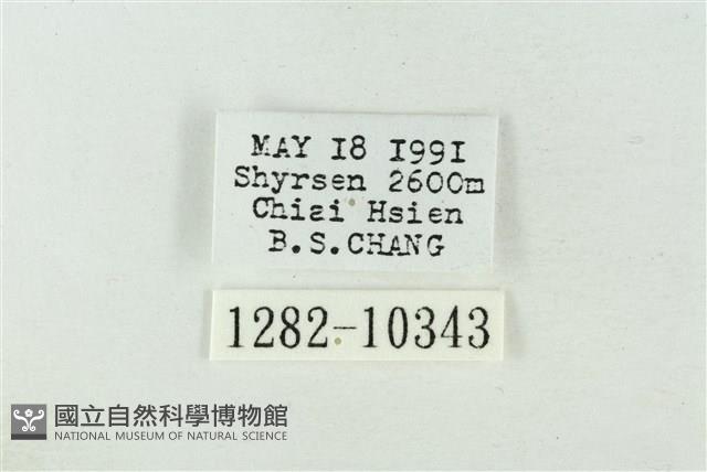 粉太波紋蛾藏品圖，第3張