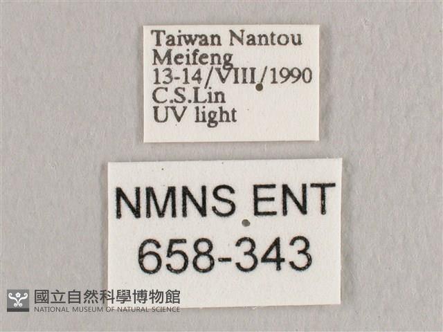 銀端帶鉤蛾藏品圖，第3張