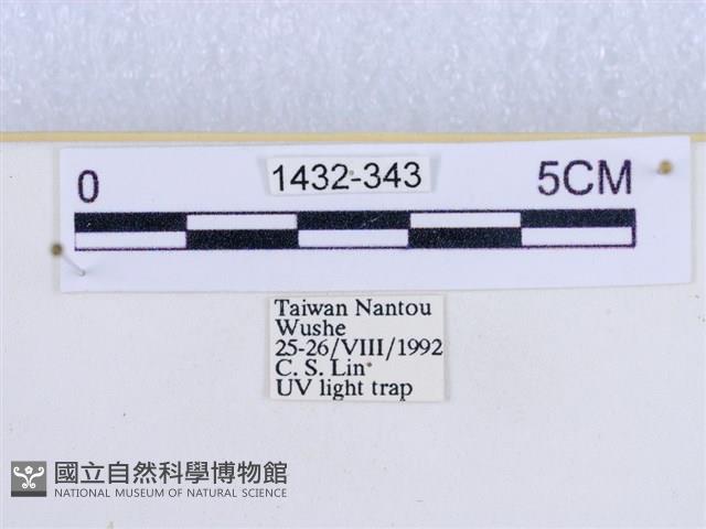 閃光苔蛾藏品圖，第3張