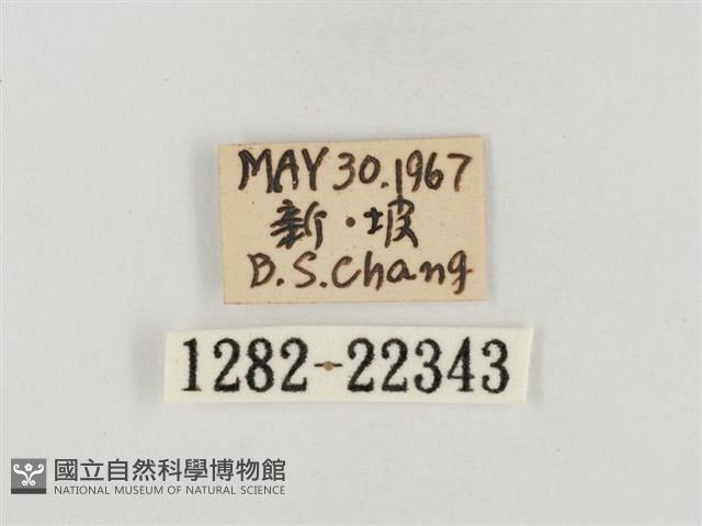 榕透翅毒蛾藏品圖，第3張