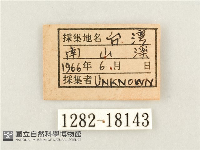 流帶蛺蝶藏品圖，第3張