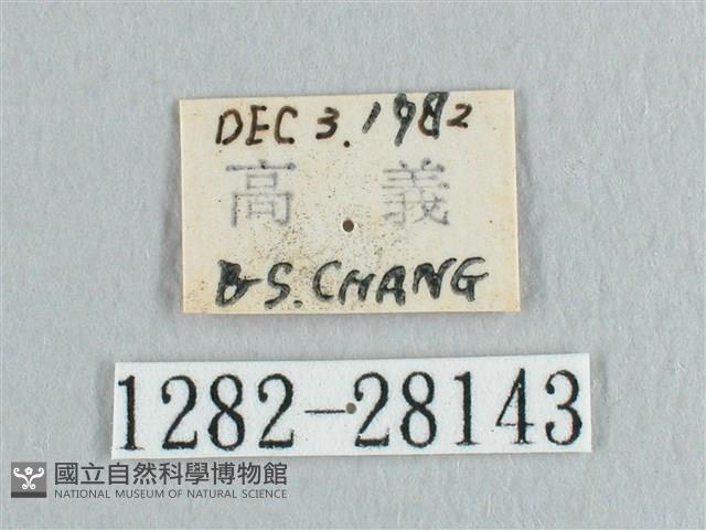 接骨木帶鉤蛾藏品圖，第3張