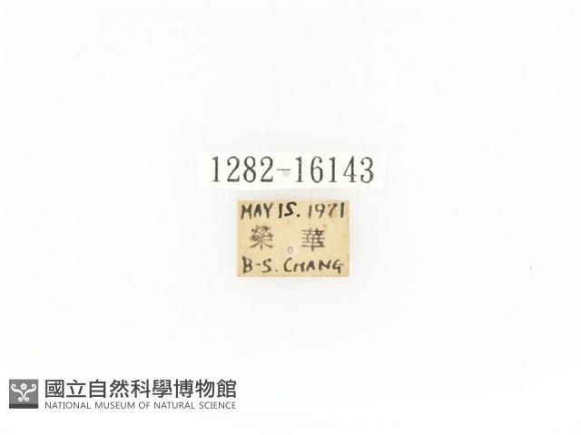 臺灣角金龜藏品圖，第2張