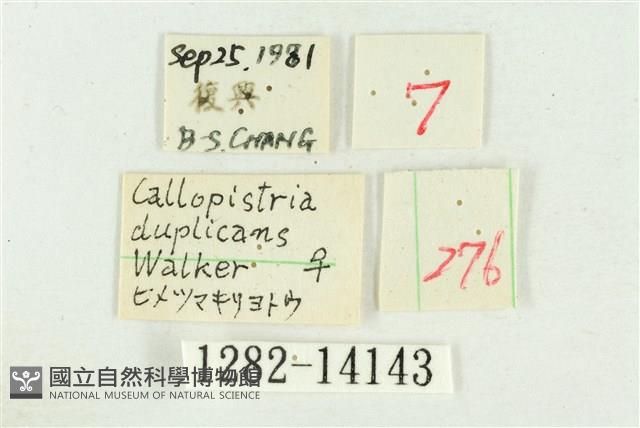 弧角散紋夜蛾藏品圖，第3張