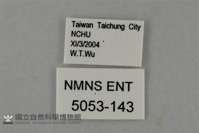 藍灰蝶沖繩亞種藏品圖，第3張
