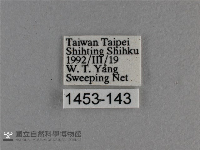 黃豹盛蛺蝶藏品圖，第3張