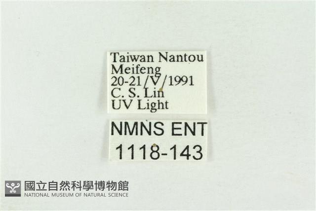 棍棒污燈蛾藏品圖，第3張