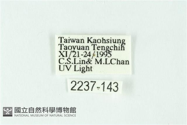 三條橙燈蛾藏品圖，第3張