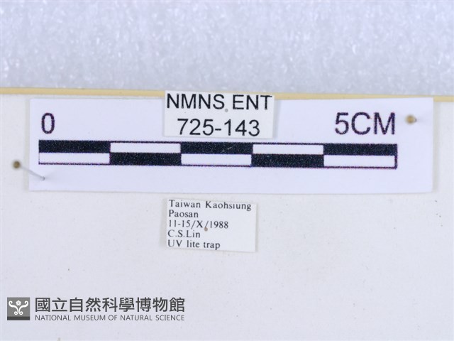 粉蝶燈蛾藏品圖，第3張