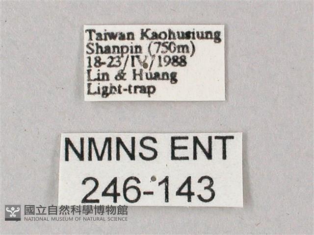 臺灣白肩天蛾藏品圖，第3張