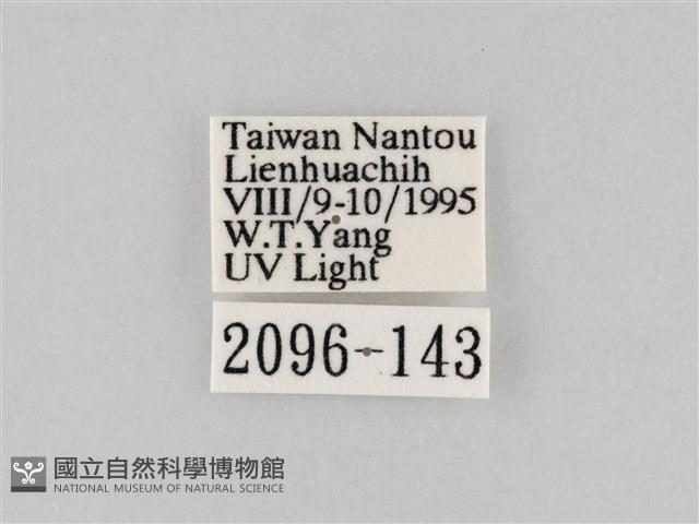 長斑擬燈蛾藏品圖，第3張