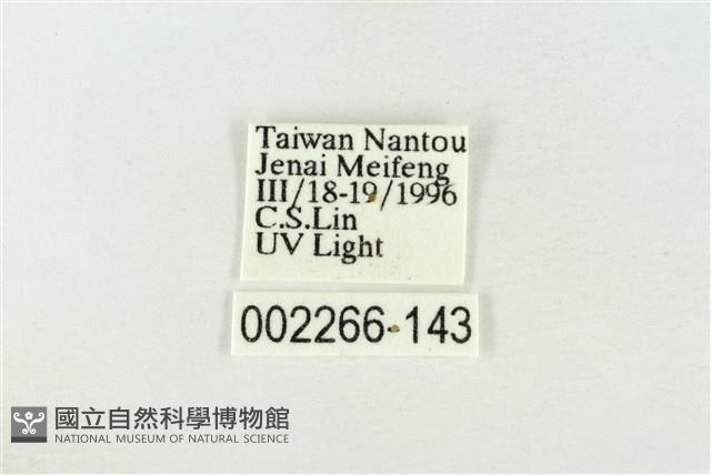 連珠波紋蛾藏品圖，第3張