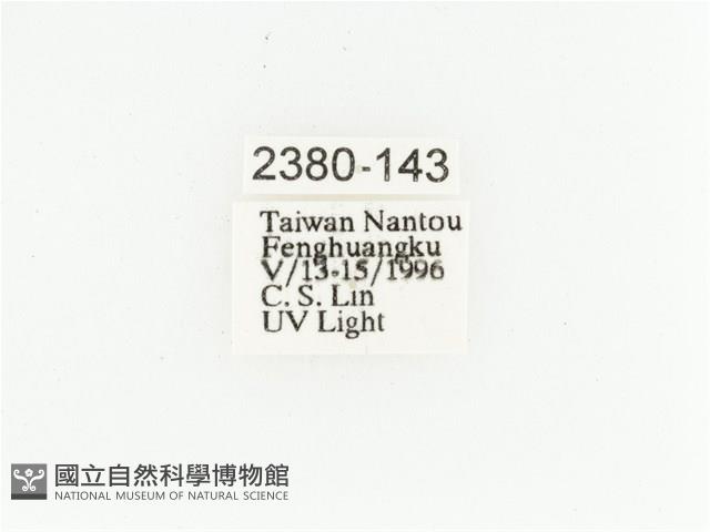 艷金龜藏品圖，第2張