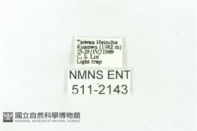 臺雪苔蛾藏品圖，第3張