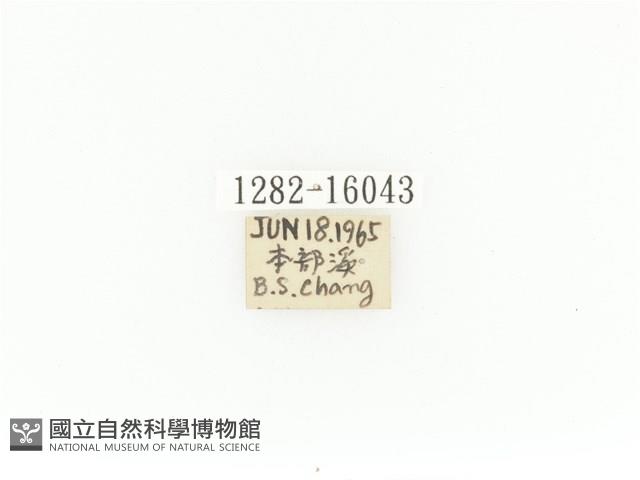 臺灣角金龜藏品圖，第2張