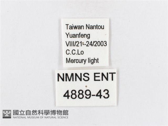 蓬萊茶斑蛾藏品圖，第3張