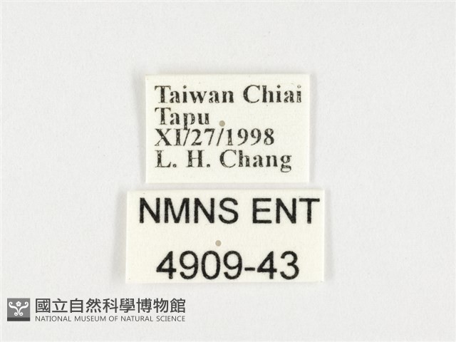 絹斑蝶藏品圖，第3張