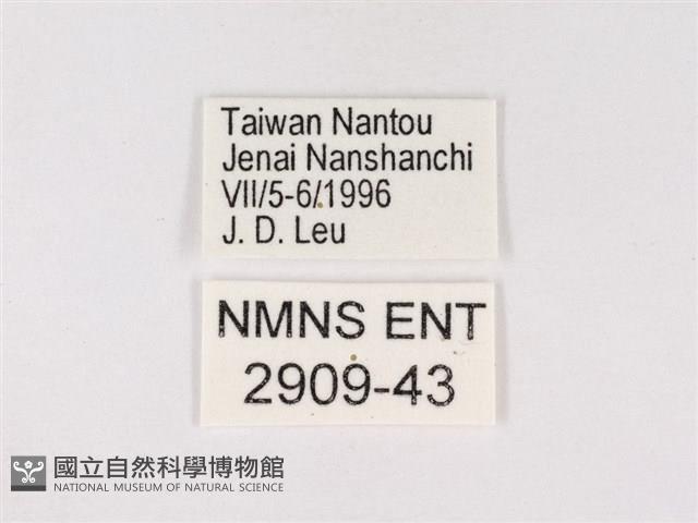 嫵琉灰蝶藏品圖，第3張
