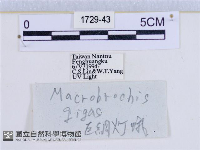 巨網燈蛾藏品圖，第3張