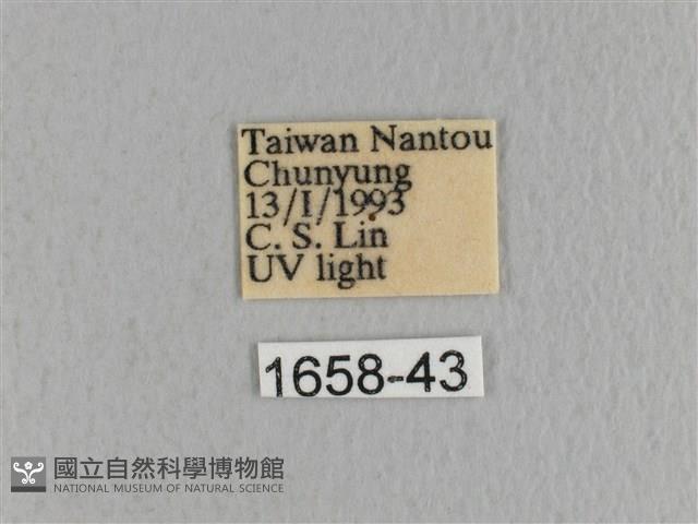 川邊氏枯葉蛾藏品圖，第3張