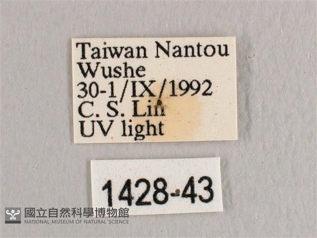 彎黑黃鉤蛾藏品圖，第3張