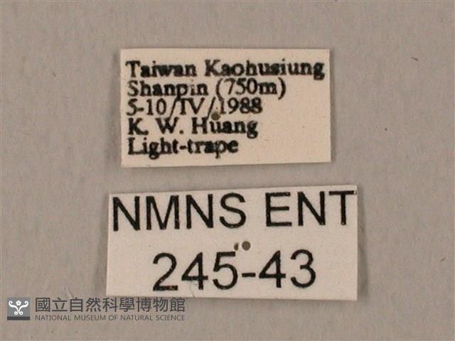 裂斑鷹翅天蛾藏品圖，第3張