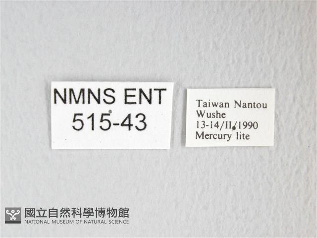 圓翅大鉤蛾藏品圖，第3張