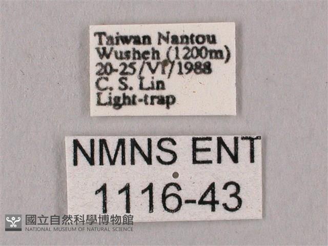 桃紅六點天蛾藏品圖，第3張