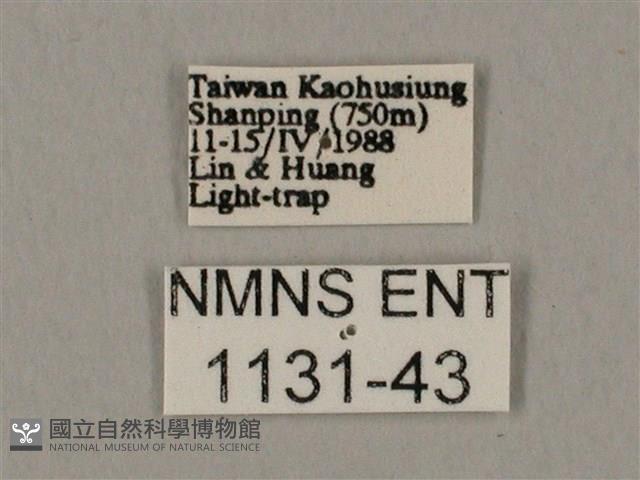 裂斑鷹翅天蛾藏品圖，第3張