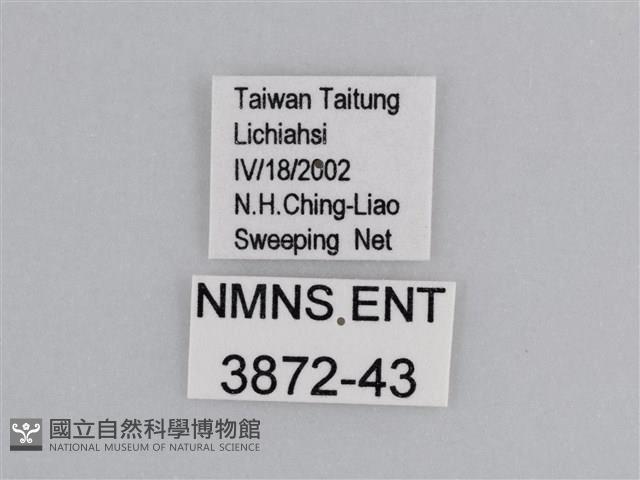 雲紋尖粉蝶藏品圖，第3張