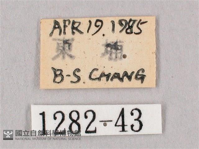 桃紅六點天蛾藏品圖，第3張