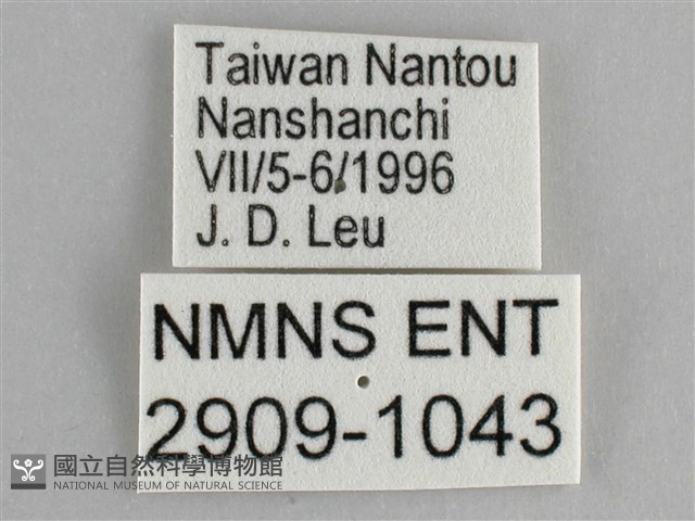 鋸粉蝶藏品圖，第3張