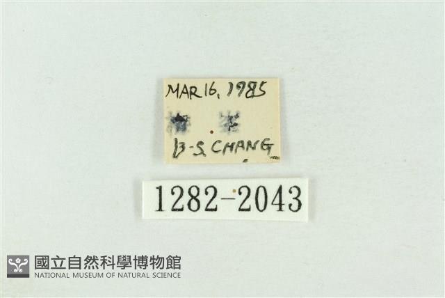 棍棒污燈蛾藏品圖，第3張