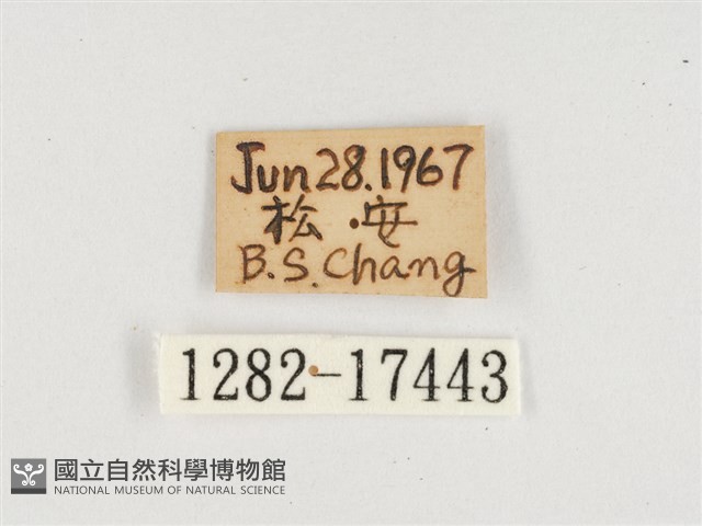 窄帶翠蛺蝶藏品圖，第3張