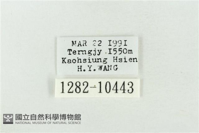 連珠波紋蛾藏品圖，第3張