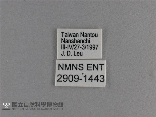 小雙尾蛺蝶藏品圖，第3張
