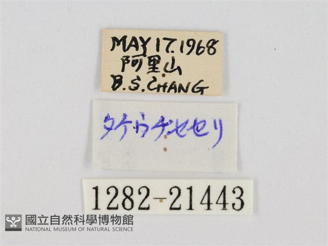 黃點弄蝶藏品圖，第3張