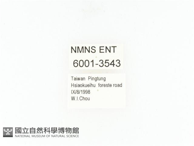 小扇角金龜藏品圖，第2張