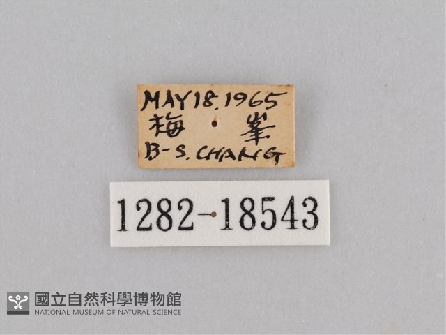 深山黛眼蝶藏品圖，第3張
