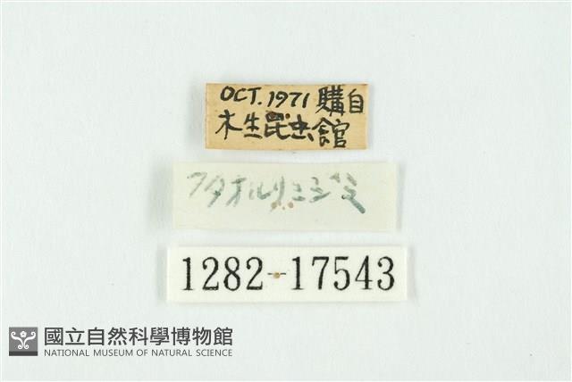 蘭灰蝶藏品圖，第3張