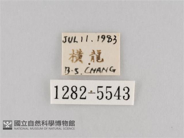 斜紋夜盜蛾藏品圖，第3張