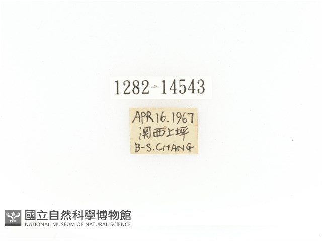 臺灣角金龜藏品圖，第2張