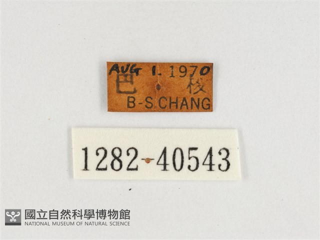 甲仙翠蛺蝶藏品圖，第3張