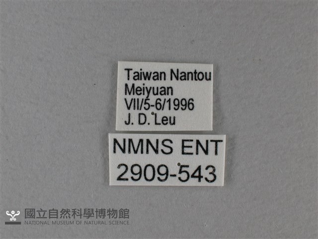 異紋帶蛺蝶藏品圖，第3張