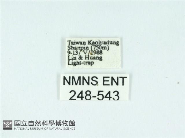 長腳大織蛾藏品圖，第3張