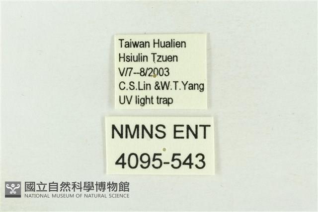 棍棒污燈蛾藏品圖，第3張