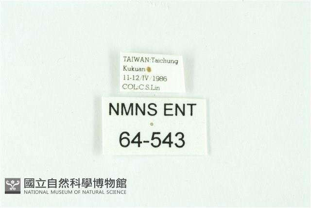 三條橙燈蛾藏品圖，第3張