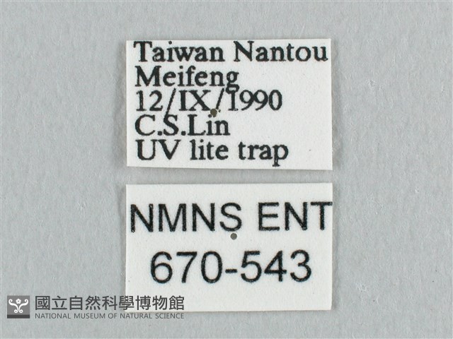 銀端帶鉤蛾藏品圖，第3張